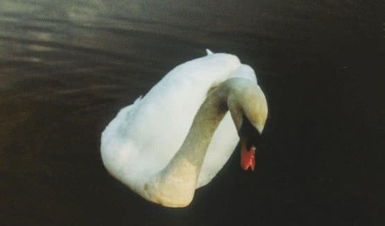 Ludovico Einaudi zapowiada nowy album. Premiera "Underwater" 21 stycznia