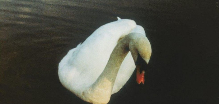 Ludovico Einaudi zapowiada nowy album. Premiera "Underwater" 21 stycznia