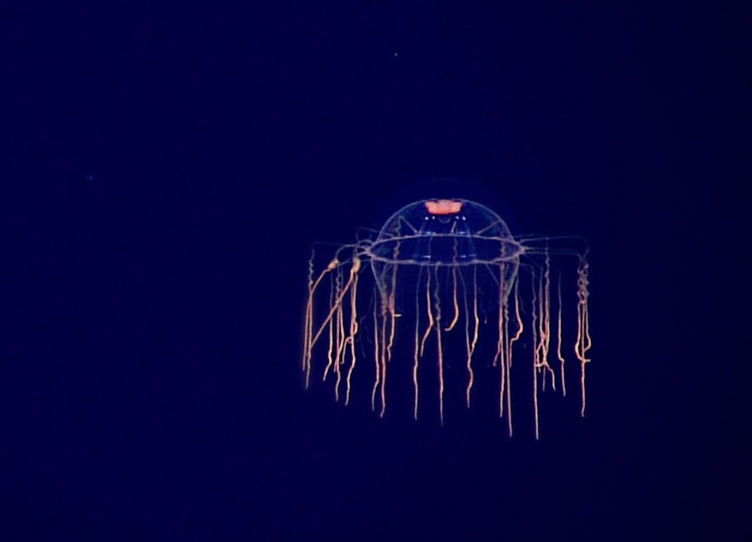 SPACE - czwarta płyta Plastic w sprzedaży