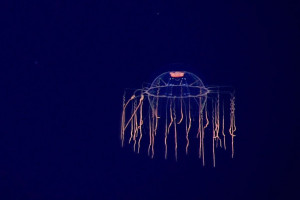 SPACE - czwarta płyta Plastic w sprzedaży