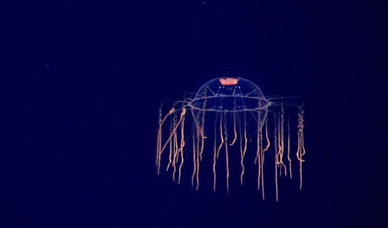 SPACE - czwarta płyta Plastic w sprzedaży