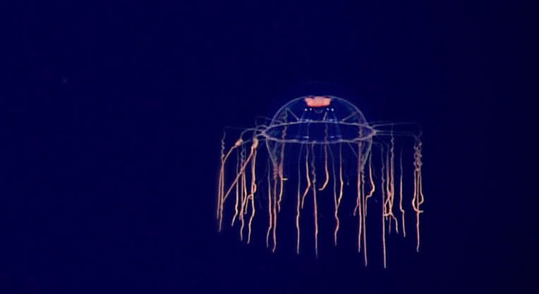 SPACE - czwarta płyta Plastic w sprzedaży