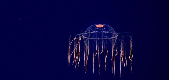 SPACE - czwarta płyta Plastic w sprzedaży