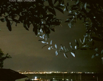 Tous des oiseaux
