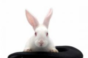 Follow the White Rabbit