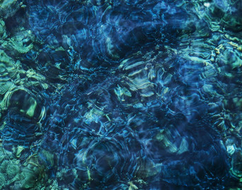 Luminescent Creatures