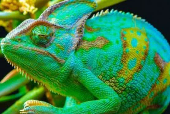 Telewizory Toshiba z serii L74