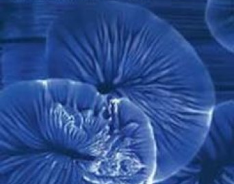 Celebrating The Mahavishnu Orchestra