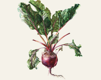 Czesław Śpiewa &amp; Arte dei Suonatori