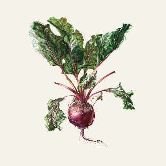 Czesław Śpiewa &amp; Arte dei Suonatori