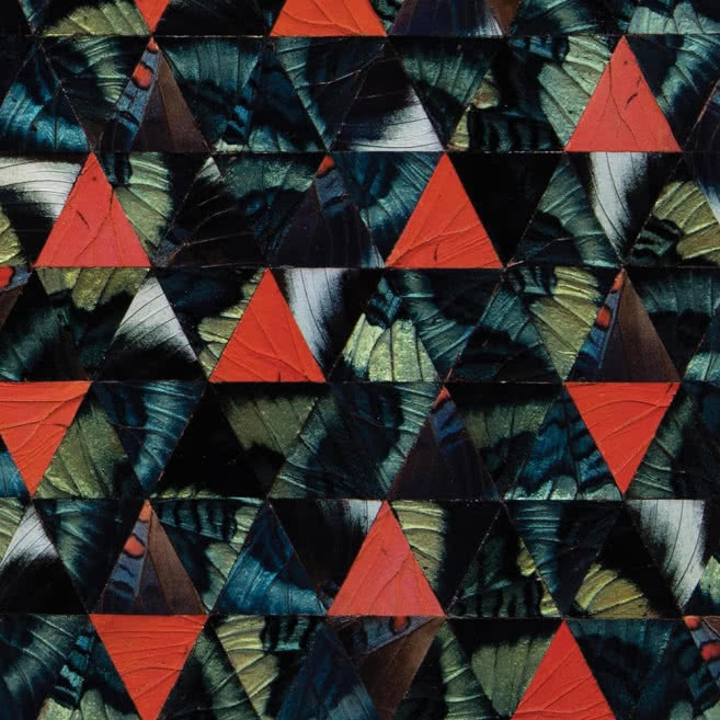Diatom Ribbons - Live