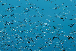 Vijay Iyer prezentuje swój nowy album - "Compassion". Premiera dziś