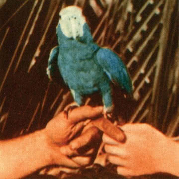 Andrew Bird - Are You Serious Are You Serious