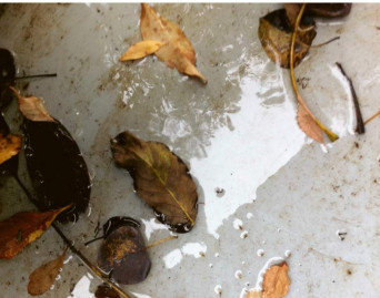 Franz Schubert: Sonatas &amp; Impromptus