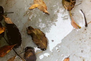 Franz Schubert: Sonatas & Impromptus