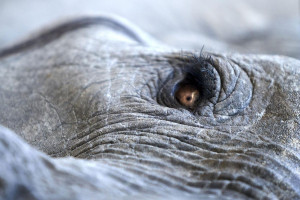 Lisa Gerard i Jules Maxwell  we wspólnym projekcie. Premiera "Burn" w maju