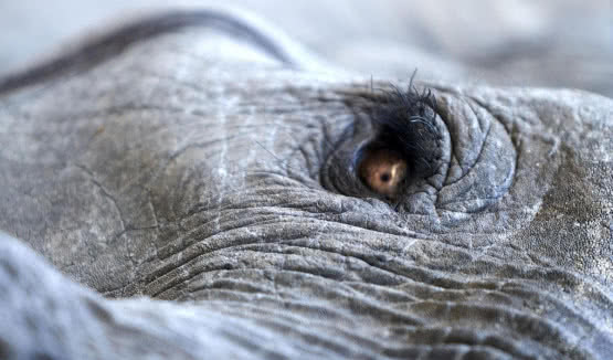 Lisa Gerard i Jules Maxwell  we wspólnym projekcie. Premiera "Burn" w maju