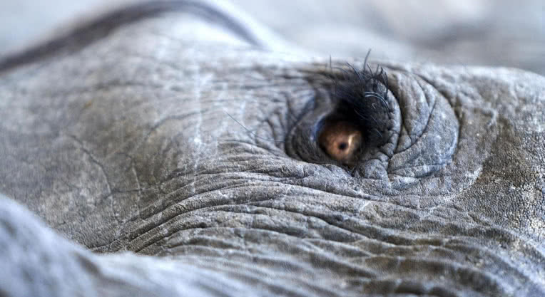 Lisa Gerard i Jules Maxwell  we wspólnym projekcie. Premiera "Burn" w maju