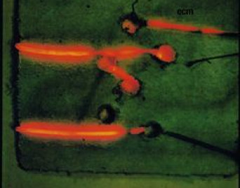 Miroslav Vitous Group