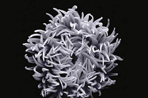 Bach: Cantatas and Arias for Bass