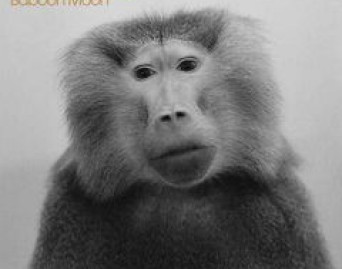 Baboon Moon