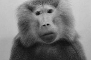 Baboon Moon