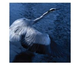 Morning...Dreaming...