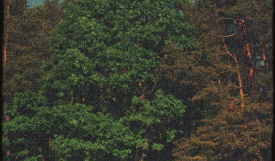 "Małomiasteczkowy" - nowy singiel Dawida Podsiadło