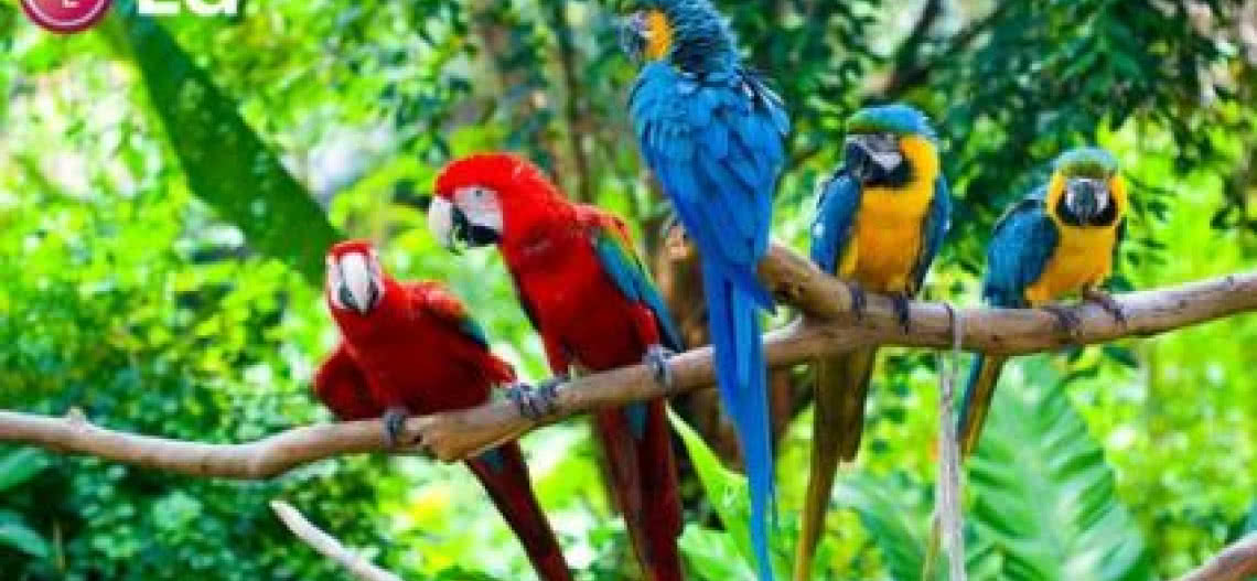 55-calowy telewizor OLED od LG