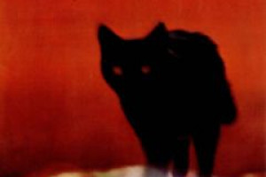 The Cat