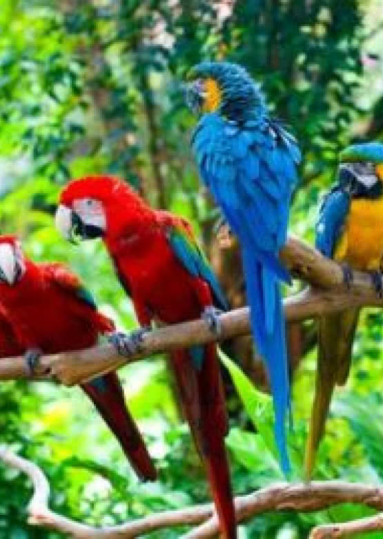 55-calowy telewizor OLED od LG